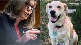 #IStandWithRingo: Iowa senator draws ire of dog lovers after criticizing opponent for 'taking selfies' with her pet