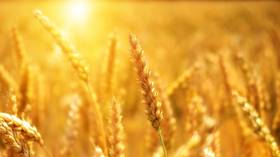 Russia on track to have one of its largest-ever grain harvests
