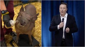 High-tech dystopia or evolution leap? Elon Musk rolls out working Neuralink brain implant prototype embedded in live pig (VIDEO)