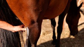Man suspected of serially MUTILATING horses is detained in France