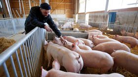 Swine fever may deprive German pork producers of lucrative Chinese market