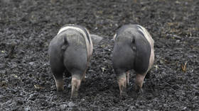 China blocks German pork imports over African swine fever