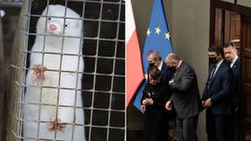 Animal rights bill banning fur farming plus export of kosher & halal meat could collapse Polish govt coalition, ruling party warns