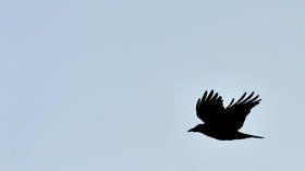 Apocalyptic scene in nuclear Russian city as birds fall from sky & lie scattered around streets (VIDEO)