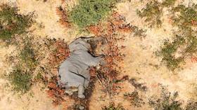 Mysterious mass elephant die-off across Africa finally explained, but not everyone’s convinced by the answer