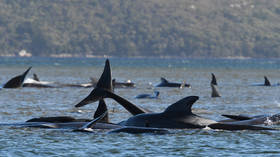 380 pilot whales die after getting beached in Australia, 50 saved by rescuers in largest such incident in state’s history (PHOTOS)