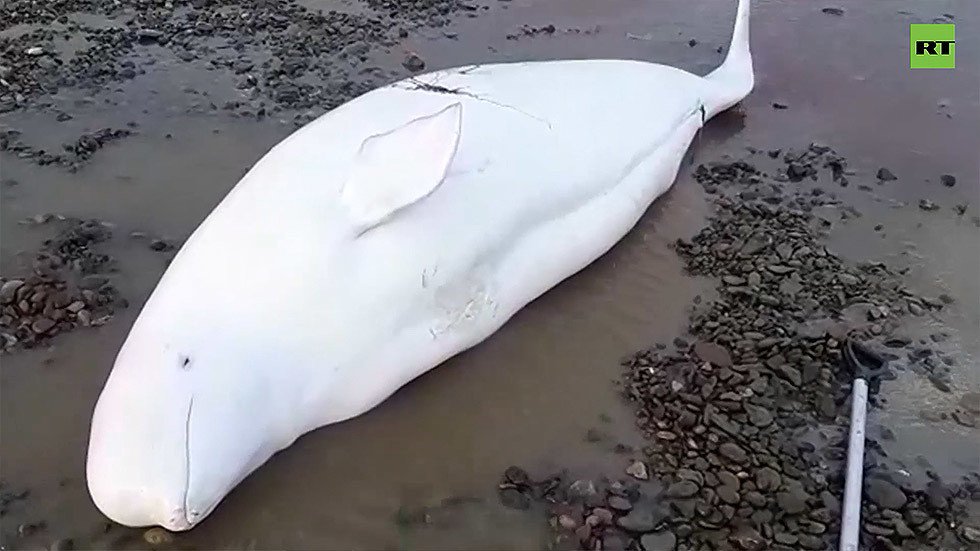 Video Shows Russian Fishermen Rescuing Beached Beluga Whales