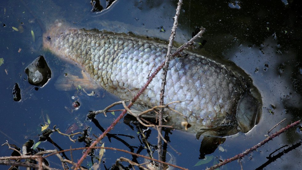 Horrific VIDEO reveals mysterious mass death of fish in Southern Russia ...