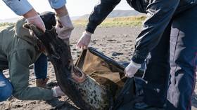 Pollution, algae or volcanos: Russian authorities name possible reasons for hordes of sea life washing up on Far Eastern beaches