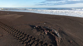 Criminal case opens after unexplained disaster kills almost all seabed-dwelling organisms on Far Eastern Russia's Pacific coast