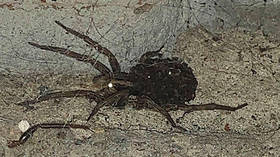 Eight Legged Freaks in Sochi? Residents share photos of large wolf spiders as they head indoors to get jiggy in fall mating season
