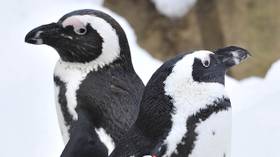 «Couple déterminé»: des pingouins gays VOLENT tout un nid d'œufs à une paire de lesbiennes dans un zoo des Pays-Bas