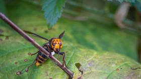 America’s first MURDER HORNET nest found by scientists in Washington State (VIDEO)