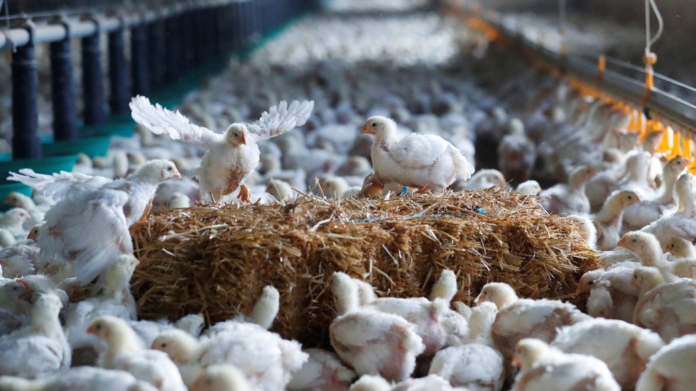 215,000 chickens to be culled after bird flu detected on Dutch farm ...