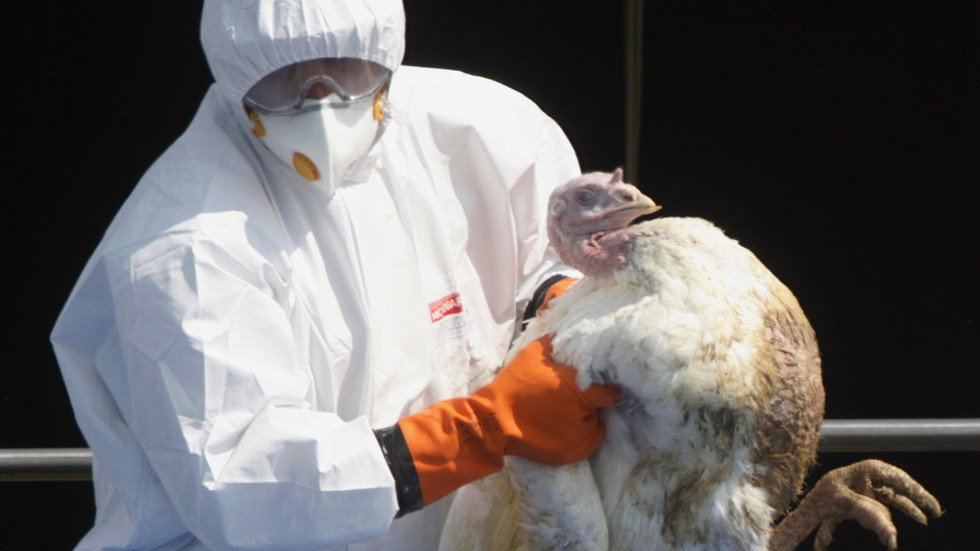 English farm to cull 10,500 turkeys as concern grows over wave of bird ...
