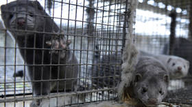 Over 3,000 mink dead from coronavirus at animal farm in Wisconsin