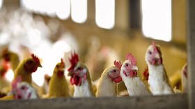 Netherlands to cull 48,000 chickens after ANOTHER bird flu outbreak