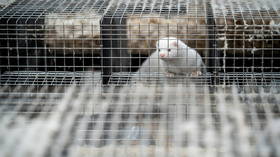 Danish PM apologizes after illegal cull order of entire mink population over Covid outbreaks