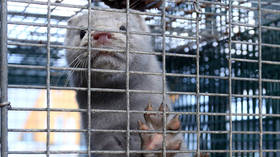 Greece finds COVID-19 in two mink farms, days after Denmark ordered national cull over virus fears