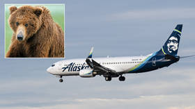 Grizzly end for brown bear in collision with passenger jet during landing at Alaskan airport