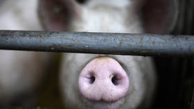 German pig farmers lose 1.5 billion euros as industry takes double hit from Covid-19 & swine fever