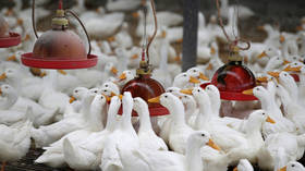 South Korea culls 19,000 ducks after highly pathogenic H5N8 bird flu outbreak strikes farm