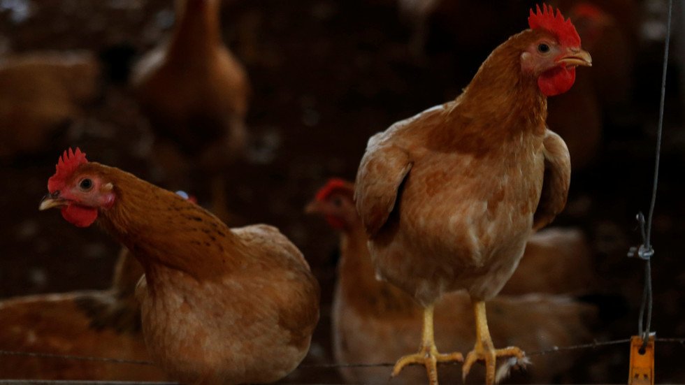 Germany to slaughter 29,000 chickens after bird flu outbreak on poultry ...