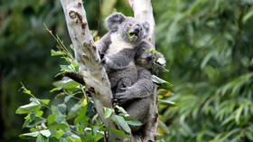 Australia’s 2019 bushfire crisis killed or harmed more than 60,000 koalas — WWF