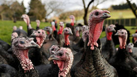 UK to cull 25,000 turkeys after NINTH bird flu outbreak this year