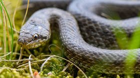 Smooth move: Hibernating SNAKES disrupt construction of Tesla factory in Germany