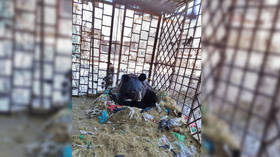 Russian animal shelter collects thousands of dollars in just 5 days to rehome orphaned bear kept in cramped cage