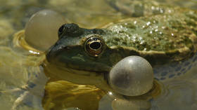 Draining the swamp? French couple ordered by court to destroy pond after losing years-long legal battle over loud frog sex