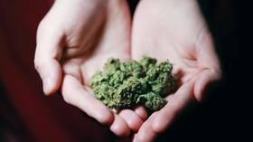 Gateway to sobriety? Cannabis could reduce fentanyl use and overdose risk, new study finds