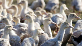 Outbreak of highly pathogenic H5N8 bird flu virus detected in Lithuanian poultry