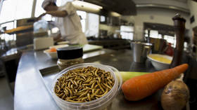 ‘High protein content’: Insects set to crawl their way onto Europeans’ plates as EU regulator rules MEALWORMS are SAFE to eat
