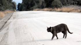 Feline unwell? Cat birthday party sparked coronavirus cluster in Chile