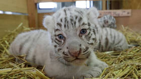 Two rare white tiger cubs die in Pakistani zoo after possibly contracting Covid-19 from their handler, officials say