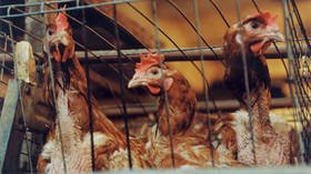 First cases of H5N8 bird flu strain detected in humans: Seven poultry workers in Southern Russia infected, reveals health watchdog