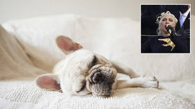 FBI looking into potential POLITICAL MOTIVE behind violent dognapping of Lady Gaga’s bulldogs – reports