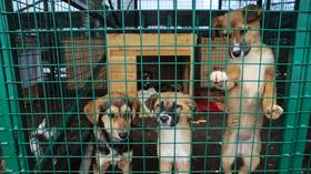 Stray dogs & cats to be killed ‘humanely’ in Russian animal shelters under controversial new measures proposed by ruling party MPs