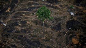 Netherlands-sized rainforest land destroyed in 2020 despite Covid-19 lockdowns – report