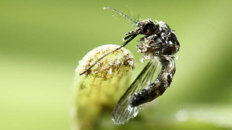 FILE PHOTO: An Aedes aegypti mosquito is pictured on a leaf in San Jose, Costa Rica.