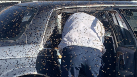 Got to bee kidding me: Shopper’s car hijacked by 15,000-strong swarm during 10-min shopping trip (PHOTOS)