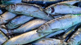 ‘Best kind of fishing!’: People pick herring with bare hands as thousands thrown ashore in Sakhalin, Russia (VIDEOS)