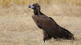 Dangerous livestock drug kills vulture from threatened species in Spain, sparking renewed calls for European ban on it
