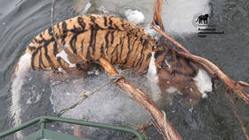 Poachers could be to blame in Russia's Far Eastern Khabarovsk Region as endangered Siberian tiger found BEHEADED in National Park