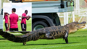 ‘You never see this in Toronto’: Alligator joins football training session after MLS team is forced to relocate to Florida (VIDEO)