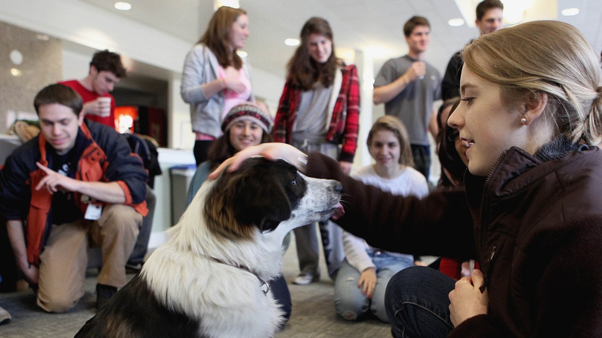 are dogs allowed on college campuses