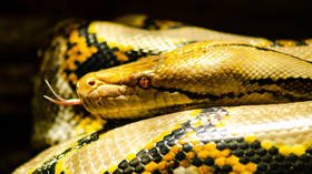Python alert: Japanese police search for 3.5-meter pet reptile that escaped from apartment