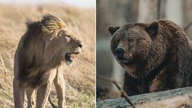 Can you beat a lion or a grizzly bear in a fight? YES, say a number of Americans in new survey